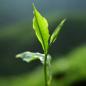Preview: Ein zartes  frisches grünes Teeblatt rustikaler Hintergrund