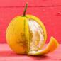 Preview: Bergamotte Frucht und Pinker rustikaler Hintergrund