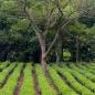 Preview: Kleine Teepantage in Reihe gewachsenund ein Baum in der Mitte grüner Hintergrund