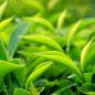 Mobile Preview: Große frische grüne Teeblätter grüner Hintergrund