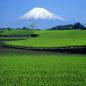 Mobile Preview: Teefelder im vordergrund und der Heilige Japanische Berg Fuji im Hintergrund