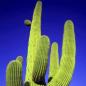 Preview: Grüner Kaktus mit blauen Hintergrund