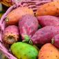Mobile Preview: Lila grüne und orange farbene Kaktusfeigen liegen im pinker Korb als rustikaler Hintergrund