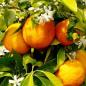 Preview: Frische Orangen die an einem Ast hängen mit Orangenblüten daneben grüner rustikaler Hintergrund