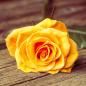 Preview: Gelbe Rose liegend auf einem Holzbrett im Hintergrund