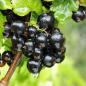 Preview: Schwarze Johannisbeeren am Strauch grüner Hintergrund