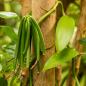 Preview: Grüne Vanille hängt noch an der Kletterpflanze rustikale Bäume im Hintergrund