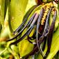 Preview: Schwarze Vanille Schoten hängen dn der Pflanze grüne Blätter als Hintergrund