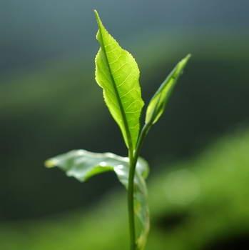 Ein zartes  frisches grünes Teeblatt rustikaler Hintergrund