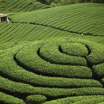 Ein Teil einer Teeplantage grüner Hintergrund