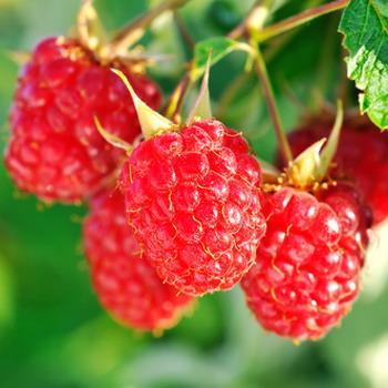 Frische Himbeeren am Strauch mit grünen Hintergrund