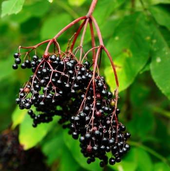 Holunderbeeren am Strauch mir grünen Blättern im Hintergrund