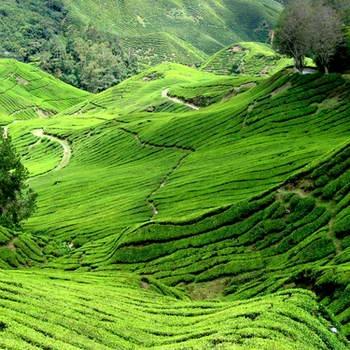 Teepantage Hügel alles ist bewachsen mit Teeplanzen grüner Hintergrund