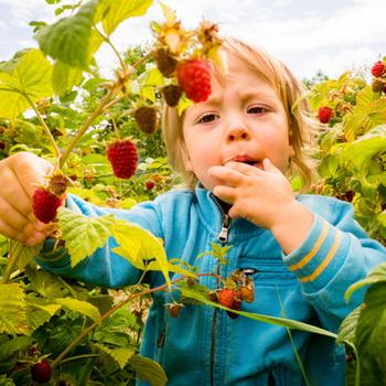 Kind zwischen Himbeersträuchern und nascht frische Himbeeren grüne Pflanzen im Hintergrund