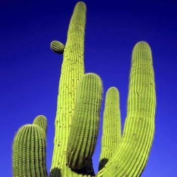 Grüner Kaktus mit blauen Hintergrund