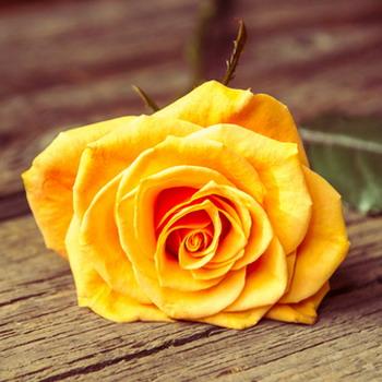 Gelbe Rose liegend auf einem Holzbrett im Hintergrund