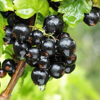 Schwarze Johannisbeeren am Strauch grüner Hintergrund