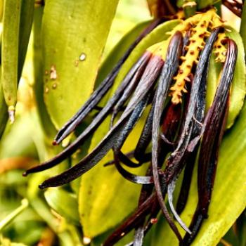 Schwarze Vanille Schoten hängen dn der Pflanze grüne Blätter als Hintergrund