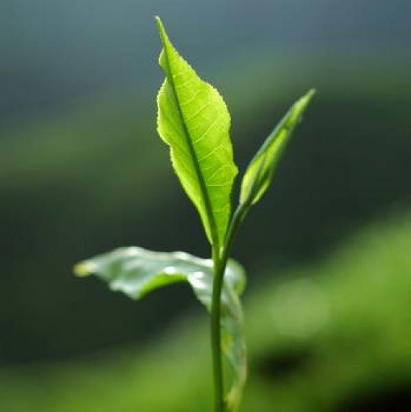 Ein zartes  frisches grünes Teeblatt rustikaler Hintergrund