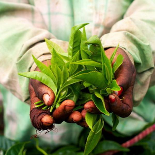 Teepflückerin die frische Teeblätter in ihrer Hand hält grünweiße Hemd im Hintergrund