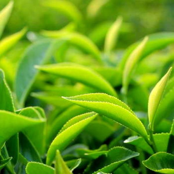 Große frische grüne Teeblätter grüner Hintergrund
