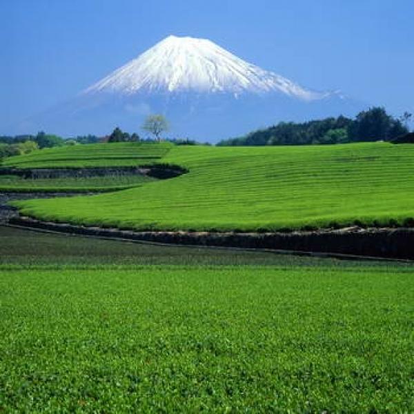 Teefelder im vordergrund und der Heilige Japanische Berg Fuji im Hintergrund