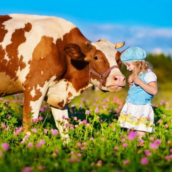 Kuh und kleines Mädchen auf einer Blumenwiese hellblauer Horizont im Hintergrund